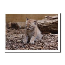 Carte postale Jeune lynx -...